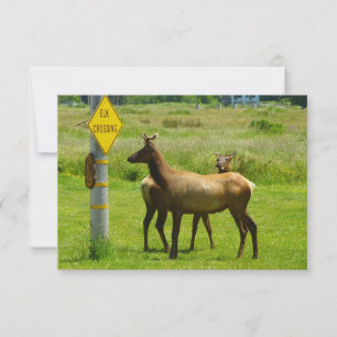 Carte Traversée d'élans Photographie de faune sauvage en
