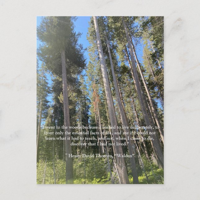 Carte Trees Forest Woods Thoreau (Devant)