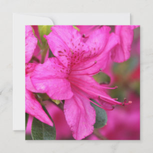 Carte Très beau printemps, fleur d'azalée rose d'été.