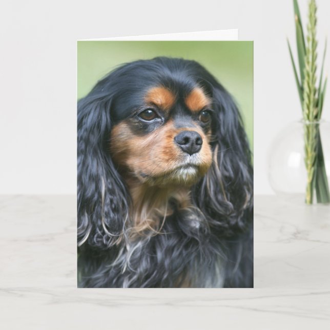 Carte Trésor Notre Amitié Cavalier King Charles (Devant)