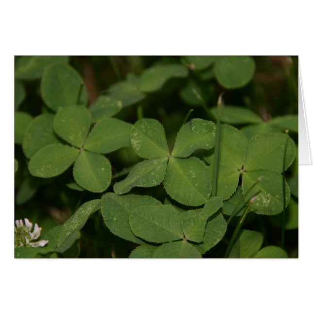 Carte Triple (Devant horizontal)