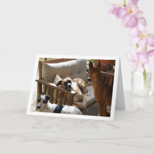 Carte Trois chiens se détendant Portrait