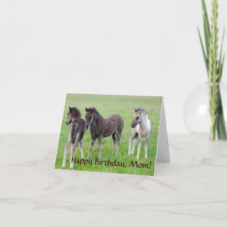 Carte Trois colts islandais.
