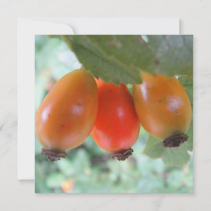 Carte Trois cynorhodons orange