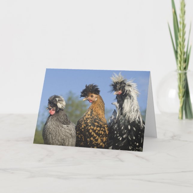Carte Trois Drôle Poulets Polonais - Drôle Oiseaux (Devant)