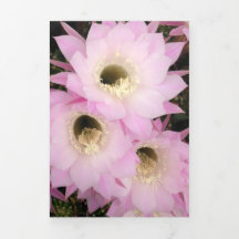 Pétales de désert roses