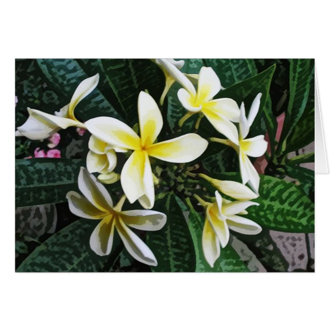 Carte tropicale de Plumeria (Devant horizontal)