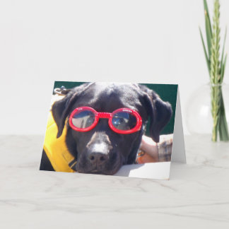 Carte Tucker dans Goggels Conservation Canines Labrador