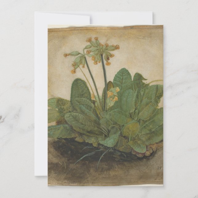 Carte Tuft of Cowslips par Albrecht Durer (Devant)