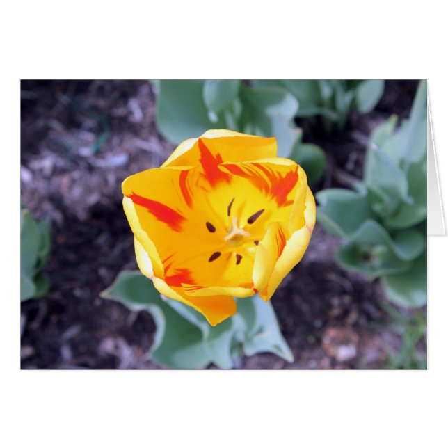 Carte Tulip (Devant horizontal)