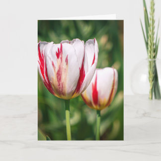 Carte Tulip Delight