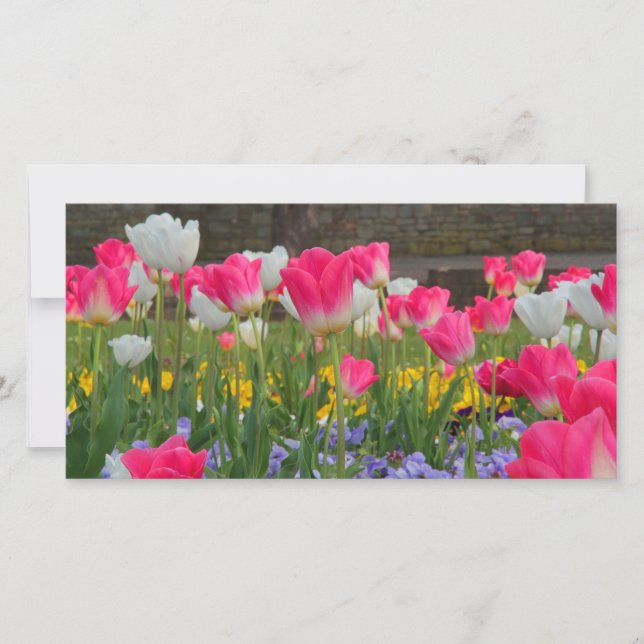 Carte Tulip Garden Photocard (Devant)