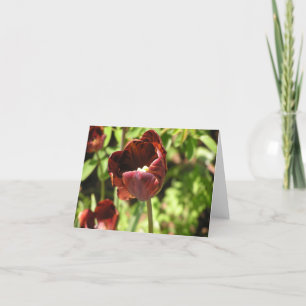 Carte Tulip 'Zoomerschoom'