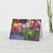 Tulipe