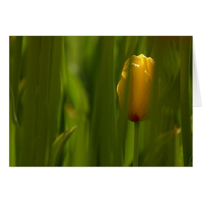 Carte Tulipe cachée (Devant Horizontal)