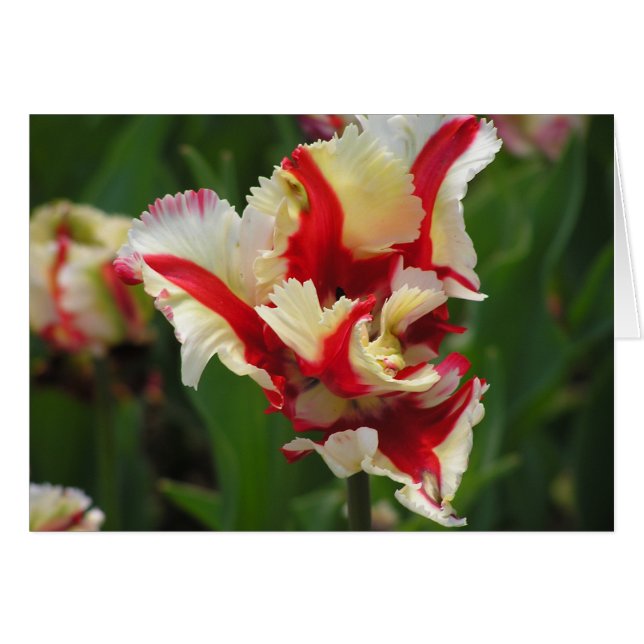 Carte tulipe de perroquet (vide) (Devant Horizontal)