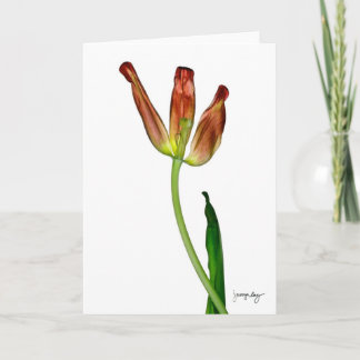 Carte "Tulipe" par J. Maya Luz