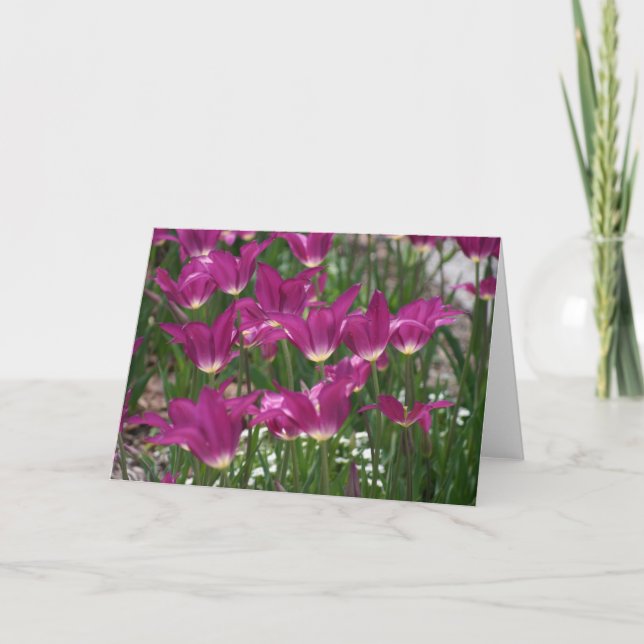 Carte Tulipe pourpre (Devant)