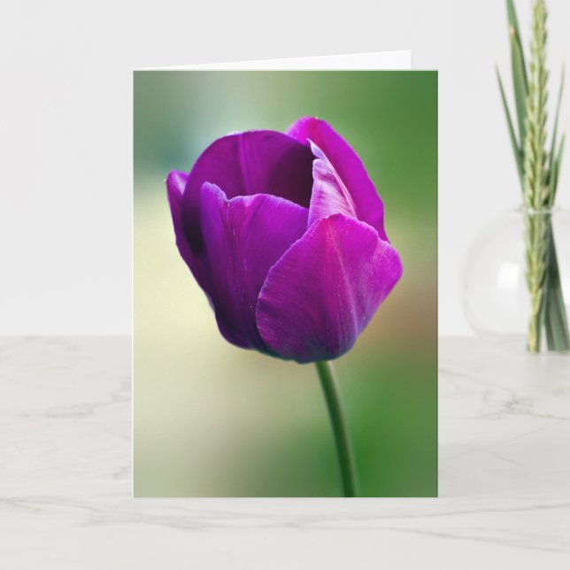 Carte Tulipe pourpre (Devant)