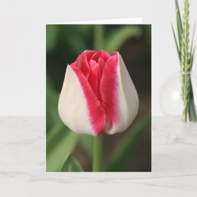 Carte Tulipe rose et blanc à deux tons (Devant)