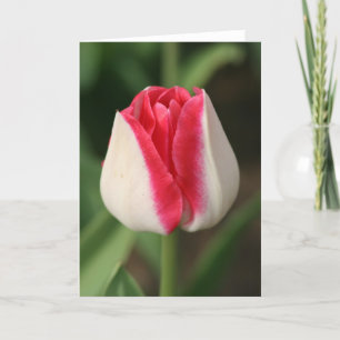 Carte Tulipe rose et blanche à deux tons