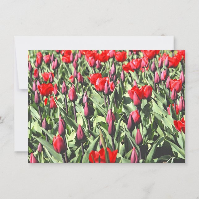 Carte tulipe rouge (Devant)