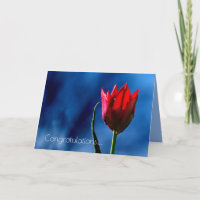 Tulipe rouge Joyeux jour de divorce