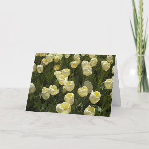 Carte Tulipes blanches dans les jardins de Boston
