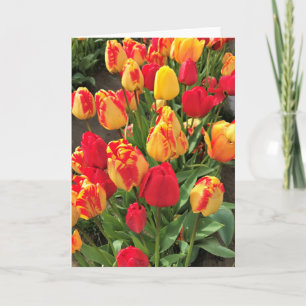 Carte Tulipes jaunes et rouges