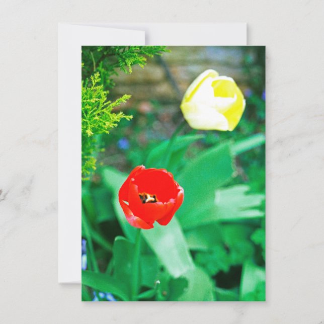 Carte Tulips (Devant)