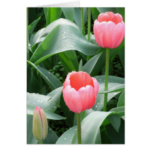 Carte Tulips