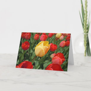CARTE TULIPS