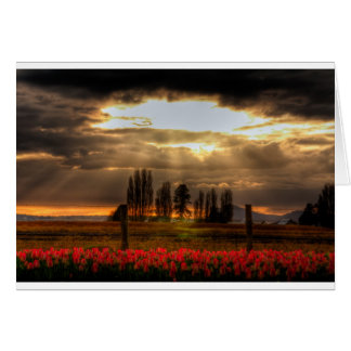 Carte Tulips adorée
