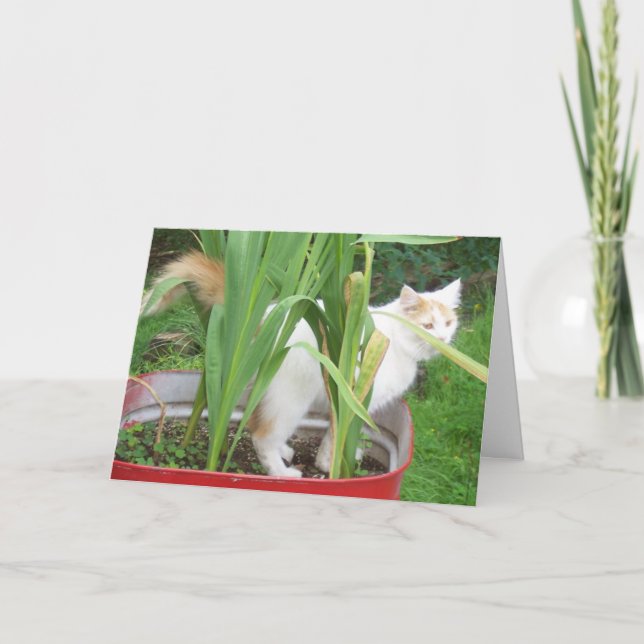 CARTE TURKISH VAN DIT **JEUX ANNIVERSAIRE D'AVRIL** (Devant)