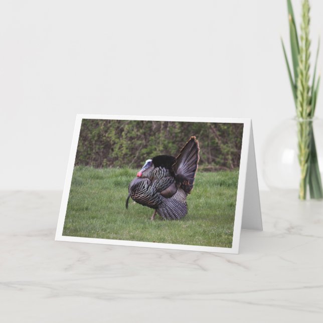 Carte Turquie sauvage (Devant)