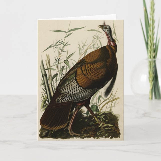 Carte Turquie sauvage (mâle) des oiseaux d'Amérique d'Au (Devant)