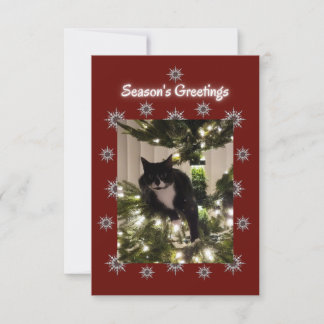 Carte Tuxedo chat jouant sur un sapin de Noël.