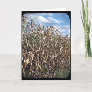 Carte TV sur le terrain de maïs
