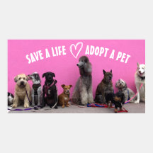 Carte Twitter Sauvez une vie, adoptez un animal familier !