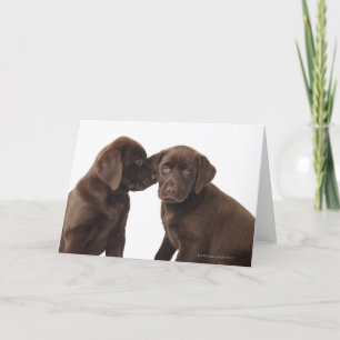 Carte Two chocolate Labrador Retriever Puppies