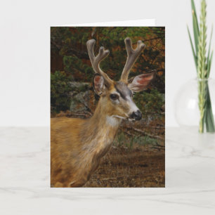CARTE UN AMI DE CERFS COMMUNS