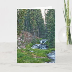 Carte Un canard repose sur une rivière en cascade