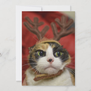 Carte Un chat en bois de rennes