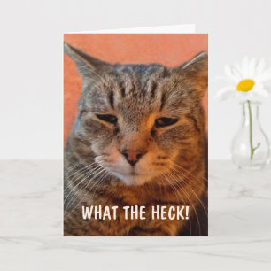 Carte Un Chat Impatient En Colère Se Porte Bien