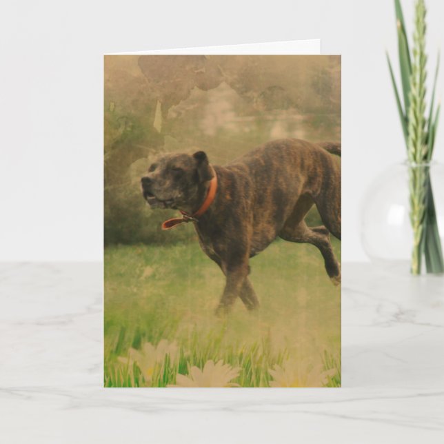 Carte Un chien heureux en toutes occasions (Devant)