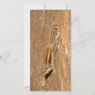 Carte Un écureuil de palme indien sur un tronc d'arbre