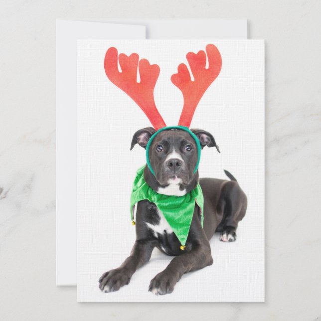 Carte Un labrador noir et blanc Retriever/Pit Bull (Devant)