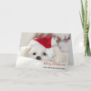 Carte Un mignon chien blanc dans un Casquette de Noël ro