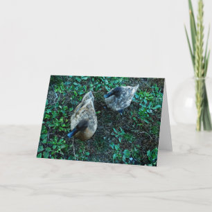 Carte "Un paradoxe" - Une paire de canards parmi les Feu