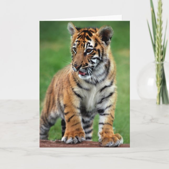 Carte Un petit tigre mignon (Devant)